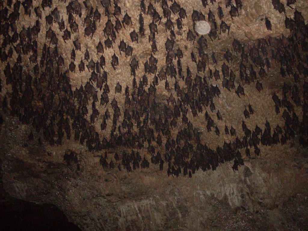 Visit Bat Cave – Gear Up Your Courage